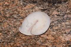 Anostoma