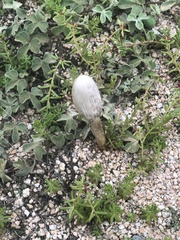 Podaxis pistillaris