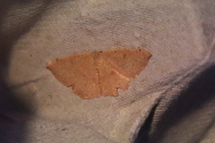 Cyclophora puppillaria