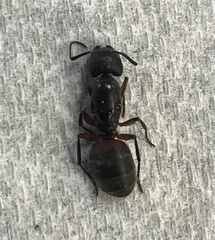 Camponotus chromaiodes