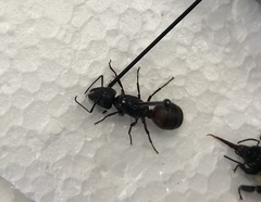 Camponotus chromaiodes