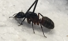 Camponotus chromaiodes