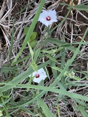 Convolvulus equitans