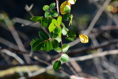Commiphora leptophloeos