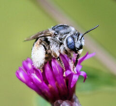 Melissodes denticulatus