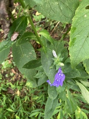 Lobelia amoena