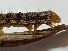 Helicoverpa armigera