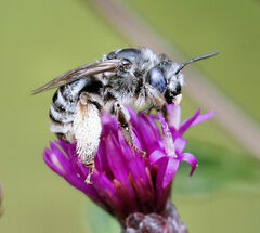Melissodes denticulatus