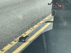 Urocitellus richardsonii