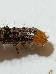 Helicoverpa armigera