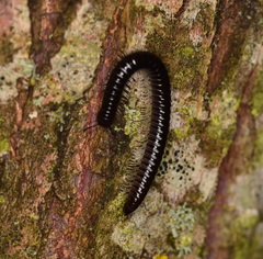 Tachypodoiulus niger