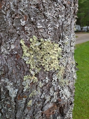 Lecanoromycetes