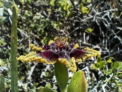 Ferraria crispa