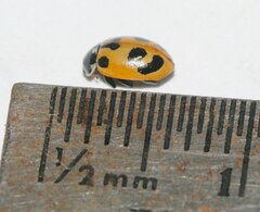 Hippodamia parenthesis