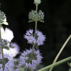 Mentha pulegium