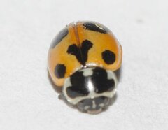 Hippodamia parenthesis