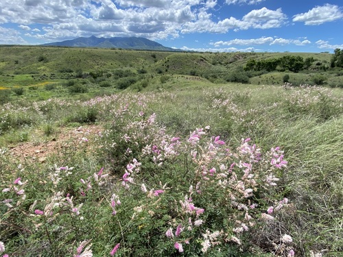 Image of Mimosa dysocarpa by (c) Daniel McNair, some rights reserved (CC BY)
