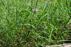 Verbena pulchella