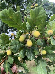 Quercus robur