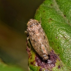 Euscelidius variegatus