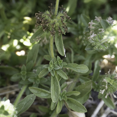 Mentha pulegium