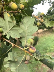 Quercus robur
