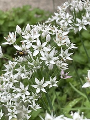 Lucilia coeruleiviridis