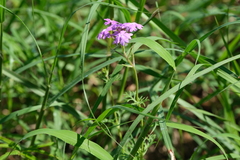 Verbena pulchella