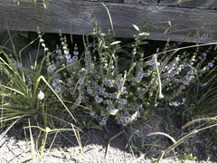Mentha pulegium