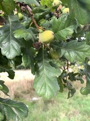 Quercus robur
