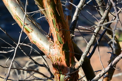 Commiphora leptophloeos