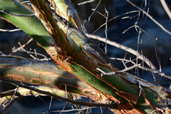 Commiphora leptophloeos