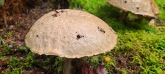 Gyroporus cyanescens