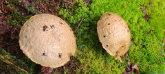 Gyroporus cyanescens