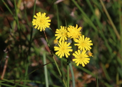 Pilosella caespitosa