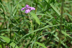 Verbena pulchella