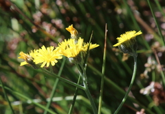 Pilosella caespitosa