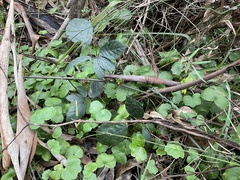 Rubus fruticosus