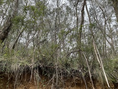 Acacia flocktoniae