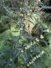Pimelea axiflora axiflora