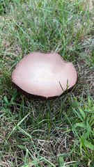 Laccaria ochropurpurea
