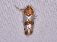 Schinia chrysellus