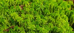 Sphagnum girgensohnii