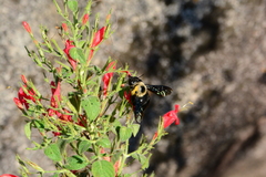 Xylocopa grisescens