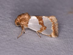 Schinia chrysellus