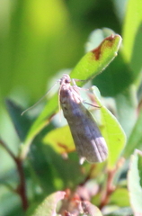 Acrobasis betulella