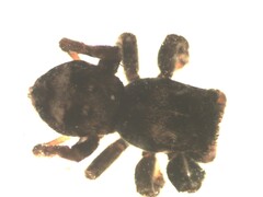 Sittisax saxicola