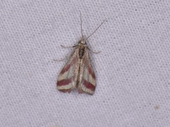 Microtheoris vibicalis