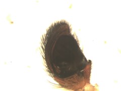Sittisax saxicola