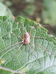 Oligolophus tridens